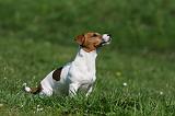 JACK RUSSEL 087